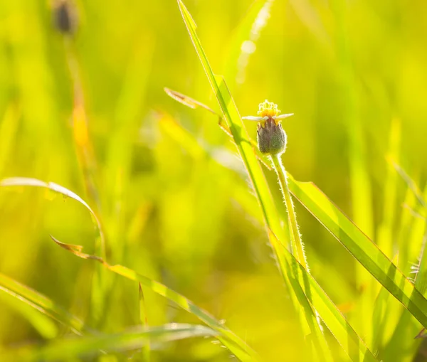 Schöne Wildblumen Der Natur Nahaufnahme Makro Grüne Wiese Hintergrund — Stockfoto