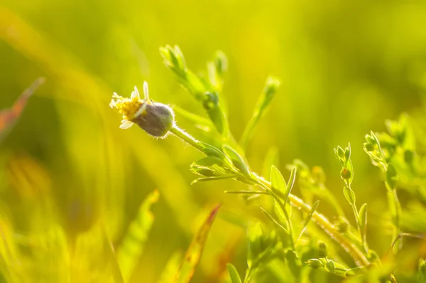 Piękne Dzikie Kwiaty Przyrodzie Makro Zielone Łąki Tło — Zdjęcie stockowe