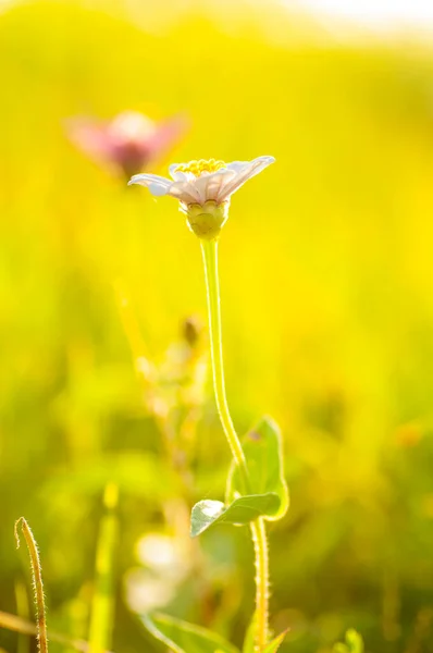 Piękne Dzikie Kwiaty Przyrodzie Makro Zielone Łąki Tło — Zdjęcie stockowe
