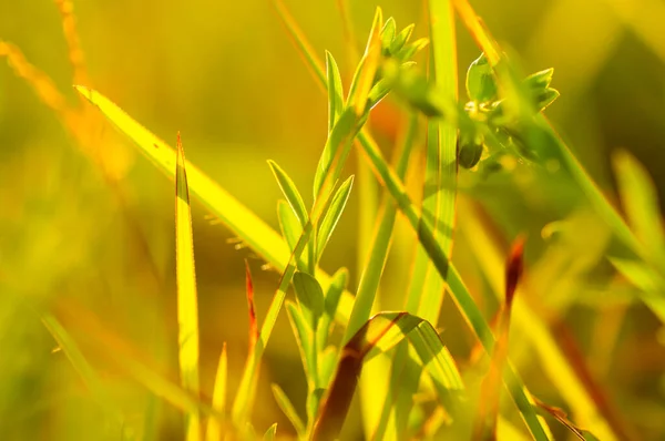 Schöne Wildblumen Der Natur Nahaufnahme Makro Grüne Wiese Hintergrund — Stockfoto