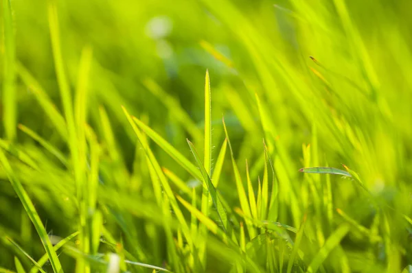 Schöne Wildblumen Der Natur Nahaufnahme Makro Grüne Wiese Hintergrund — Stockfoto