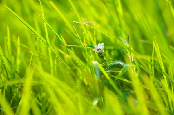 Schöne Wildblumen Der Natur Nahaufnahme Makro Grüne Wiese Hintergrund — Stockfoto