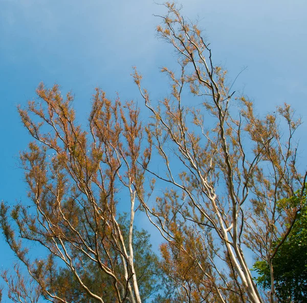 Bäume Auf Blauem Himmel Hintergrund — Stockfoto