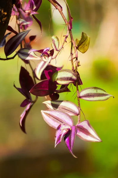 Hermosas Flores Silvestres Naturaleza Cerca Macro Fondo Prado Verde — Foto de Stock