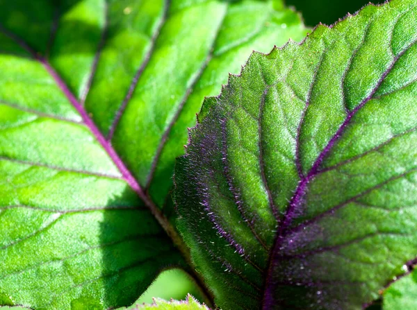 Mooie Wilde Bloemen Natuur Close Macro Groene Weide Achtergrond — Stockfoto