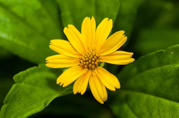 Belles Fleurs Sauvages Dans Nature Gros Plan Macro Prairie Verte — Photo