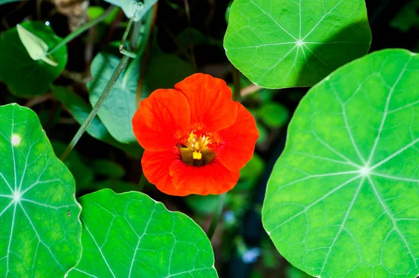 Krásné Divoké Květiny Přírodě Close Makro Zelená Louka Pozadí — Stock fotografie