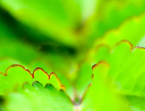 Świeże Zielone Tło Liści Streszczenie Naturalnego Tła — Zdjęcie stockowe