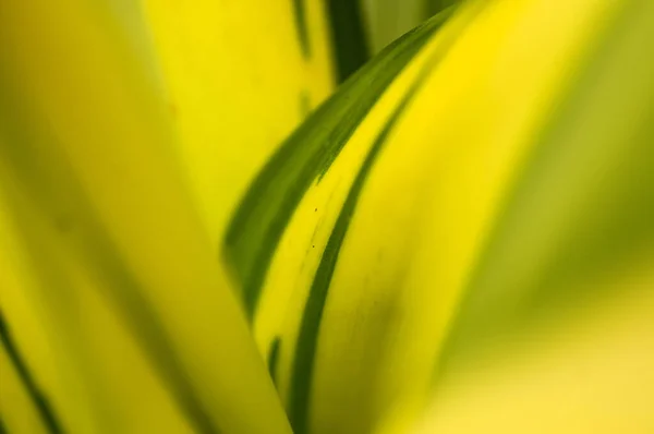 Fondo Hoja Verde Fresca Fondo Natural Abstracto — Foto de Stock