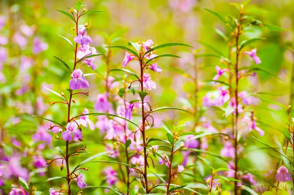 Vackra Vilda Blommor Naturen Närbild Makro Grön Äng Bakgrund — Stockfoto