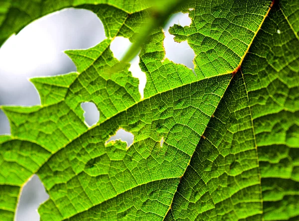 Świeże Zielone Tło Liści Streszczenie Naturalnego Tła — Zdjęcie stockowe