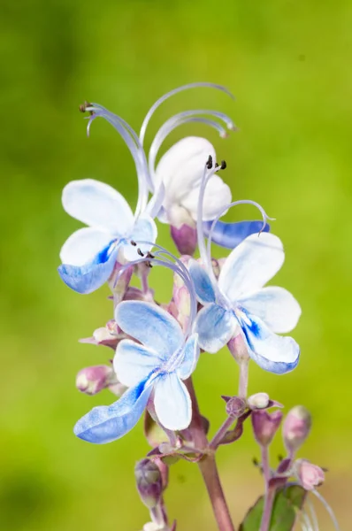 Lindas Flores Silvestres Natureza Close Macro Green Prado Fundo — Fotografia de Stock