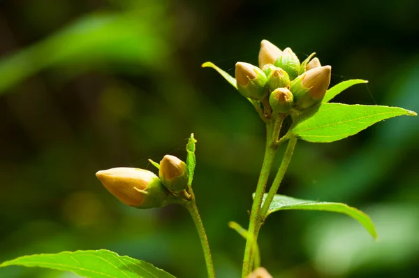 Mooie Wilde Bloemen Natuur Close Macro Groene Weide Achtergrond — Stockfoto