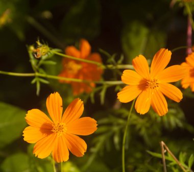 Doğada güzel yabani çiçekler yakın çekim makrosu, Yeşil çayır arka planı.