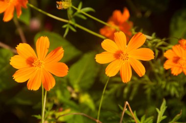 Doğada güzel yabani çiçekler yakın çekim makrosu, Yeşil çayır arka planı.