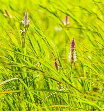 Doğada güzel yabani çiçekler yakın çekim makrosu.