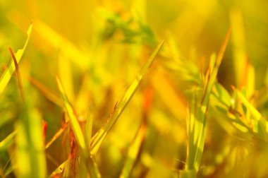  Soyut doğal arkaplan, taze yeşil yaprak arkaplan