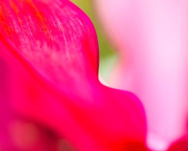  Soyut doğal arkaplan, taze yeşil yaprak arkaplan