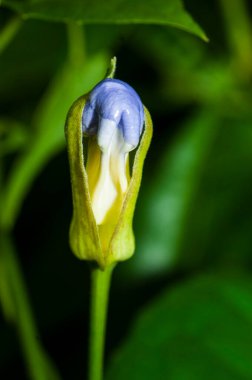 Doğada güzel yabani çiçekler yakın çekim makrosu.
