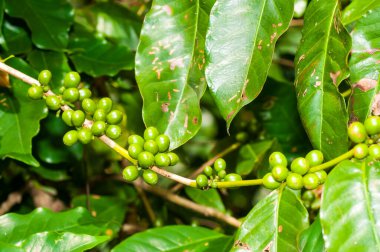 Daldaki olgunlaşmamış kahve çekirdekleri.