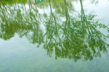  Soyut doğal arkaplan, taze yeşil yaprak arkaplan