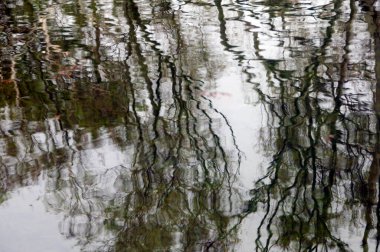  Soyut doğal arkaplan, taze yeşil yaprak arkaplan