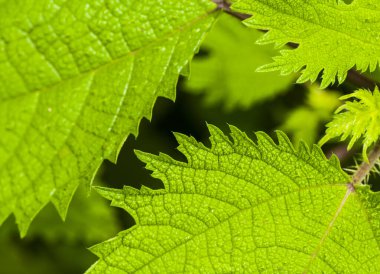  Soyut doğal arkaplan, taze yeşil yaprak arkaplan