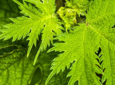  Soyut doğal arkaplan, taze yeşil yaprak arkaplan