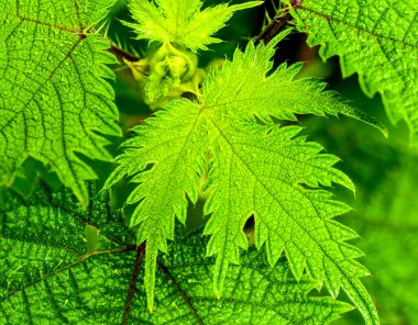  Soyut doğal arkaplan, taze yeşil yaprak arkaplan