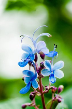 Doğada güzel yabani çiçekler yakın çekim makrosu.