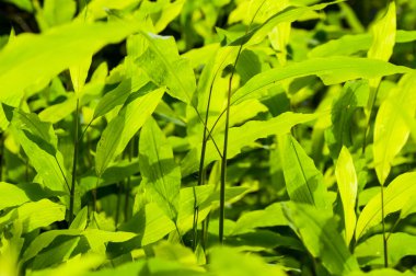  Soyut doğal arkaplan, taze yeşil yaprak arkaplan