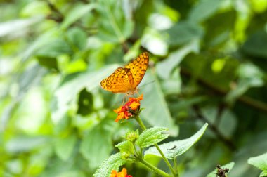Doğada güzel yabani çiçekler yakın çekim makrosu.