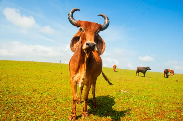 Cow Grazing Green Grass — Stock Photo, Image