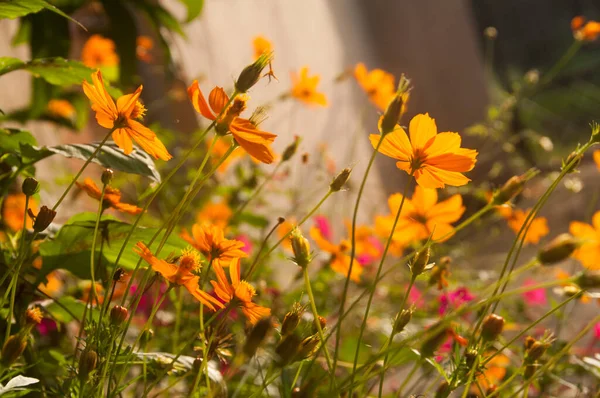 Belles Fleurs Sauvages Dans Nature Gros Plan Macro Prairie Verte — Photo