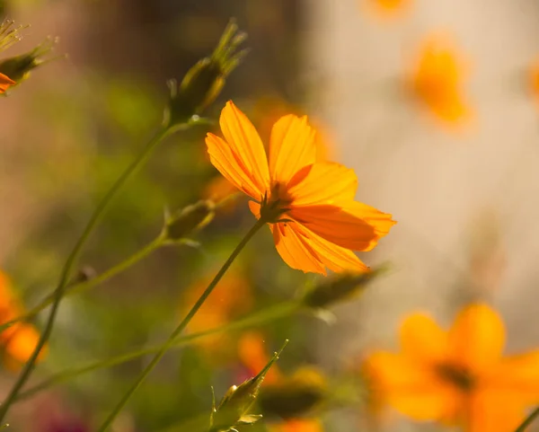 Belles Fleurs Sauvages Dans Nature Gros Plan Macro Prairie Verte — Photo