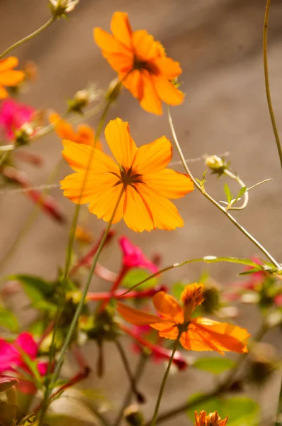 Belles Fleurs Sauvages Dans Nature Gros Plan Macro Prairie Verte — Photo