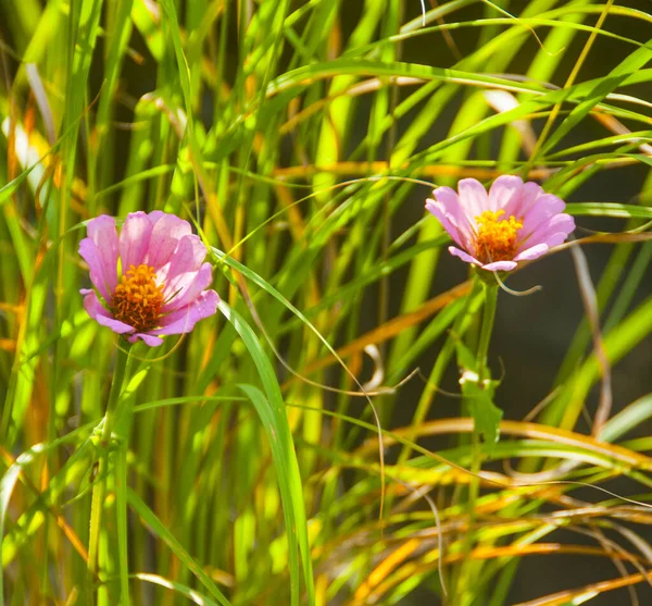 Belles Fleurs Sauvages Dans Nature Close Macro — Photo