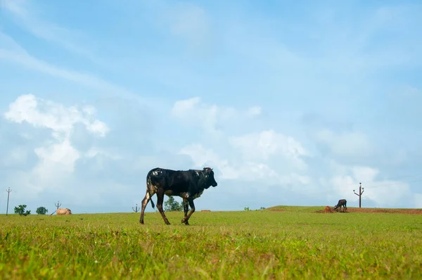 Cow Grazing Green Grass — Stock Photo, Image