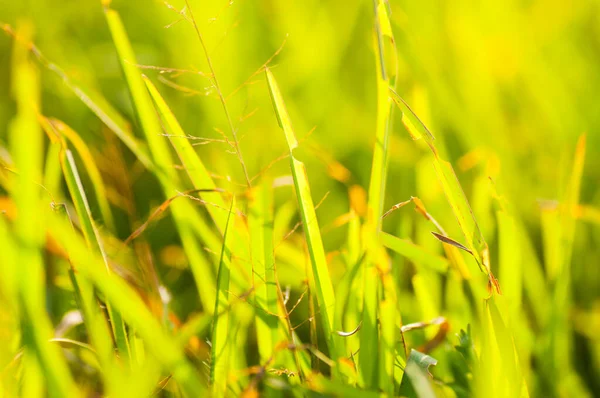 Abstrakter Natürlicher Hintergrund Frischer Grüner Blatthintergrund — Stockfoto