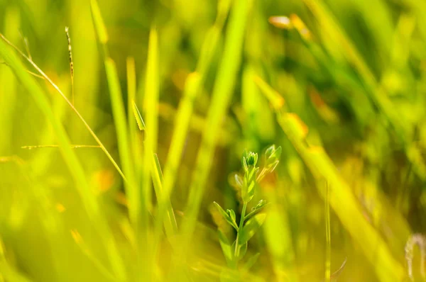 Abstrakter Natürlicher Hintergrund Frischer Grüner Blatthintergrund — Stockfoto