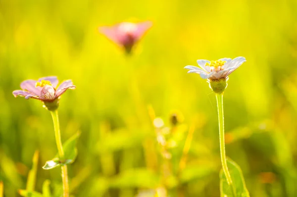Piękne Dzikie Kwiaty Przyrodzie Makro — Zdjęcie stockowe