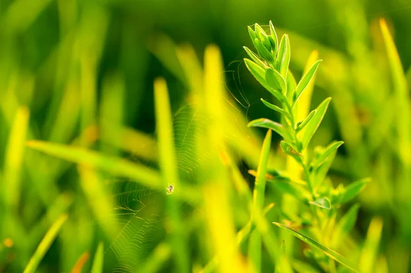 Astratto Sfondo Naturale Fresco Sfondo Foglia Verde — Foto Stock