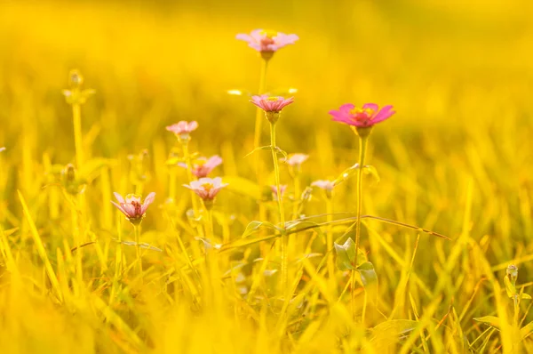 Piękne Dzikie Kwiaty Przyrodzie Makro — Zdjęcie stockowe