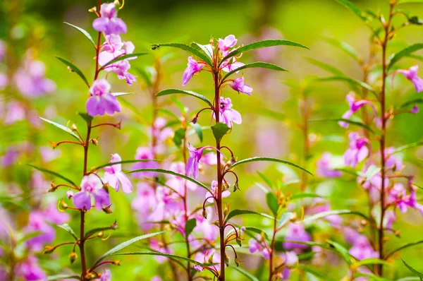 Vackra Vilda Blommor Naturen Närbild Makro — Stockfoto