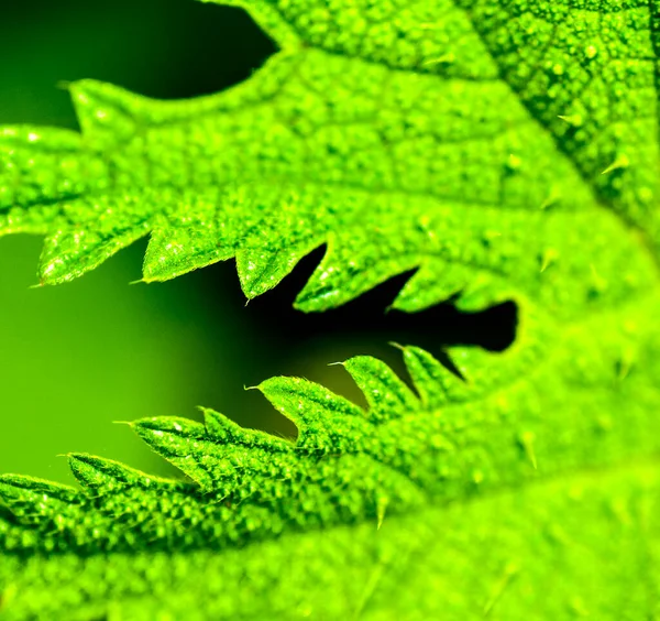 Streszczenie Naturalne Tło Świeże Zielone Tło Liści — Zdjęcie stockowe