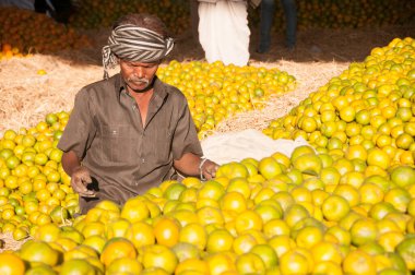 NAGPUR, MAHARASHTRA, INDIA 3 Aralık 2014: Kimliği belirsiz bir işçi Nagpur, Maharashtra, Nagpur 'daki toptan sebze pazarında portakal sınıflandırıyor.