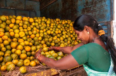 NAGPUR, MAHARASHTRA, INDIA 3 Aralık 2014: Kimliği belirsiz bir işçi Nagpur, Maharashtra, Nagpur 'daki toptan sebze pazarında portakal sınıflandırıyor.