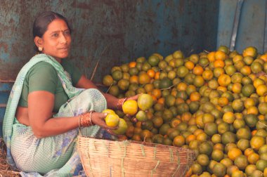 NAGPUR, MAHARASHTRA, INDIA 3 Aralık 2014: Nagpur, Maharashtra, Nagpur 'daki toptan sebze pazarında portakal sınıflandırmak.