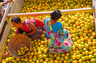 NAGPUR, MAHARASHTRA, INDIA 3 Aralık 2014: Nagpur, Maharashtra, Nagpur 'daki toptan sebze pazarında portakal sınıflandırmak.