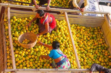 NAGPUR, MAHARASHTRA, INDIA 3 Aralık 2014: Nagpur, Maharashtra, Nagpur 'daki toptan sebze pazarında portakal sınıflandırmak.